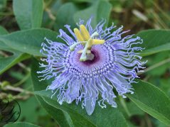 a close up of a Passion fruit flower, a May Pop with a cursive JTL logo in the bottom left corner