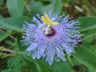 a close up of a Passion fruit flower, a May Pop with a cursive JTL logo in the bottom left corner