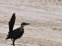 A juvenile male grackle, getting his adult feathers in, walking on the tire treaded white sand, and a connected cursive encircled JTL in the bottom right corner.