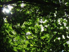 Vines and almost heart shaped leaves with sun peaking through the and illuminating the leaves. There is a cursive JTL with a circle around it hiding in a hole the sky peaks through in the bottom left