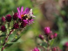 aster with a honey bee collecting pollen on top, and a hidden cursive JTL, with a circle around it, logo