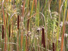 cat tails and reeds with a hidden cursive JTL, with a circle around it, logo