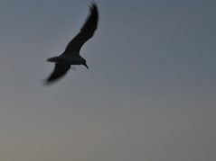 laughing gull in flight silhouette and a hidden cursive JTL, with a circle around it, logo