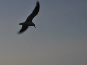 laughing gull in flight silhouette and a hidden cursive JTL, with a circle around it, logo