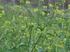 yellow flowering mustard greens with a hidden cursive JTL, with a circle around it, logo