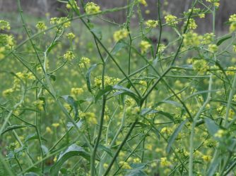 yellow flowering mustard greens with a hidden cursive JTL, with a circle around it, logo