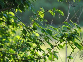 leaves of a sapling and a cursive JTL connected with a circle around it logo in the bottom right corner.