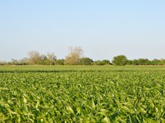 A field of newly sprouted corn with a tree line on the horizon and pale blue sky with a cursive JTL with a circle around it in the bottom right corner