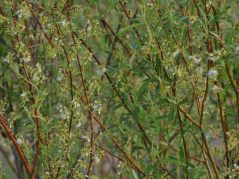 Willows blooming in a golden sun set with a cursive JTL with a circle around it in the bottom right corner