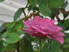 A yellow and red wasp on a mini pink rose, with a hidden cursive JTL, with a circle around it, logo