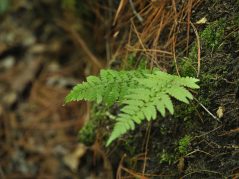 A fern growing out of a mossy hill accented with fallen with pine needles and a hidden cursive JTL with circle logo