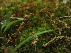 carpet moss with old flowers and grass peaking through with nearly translucent cursive JTL with circle logo in the bottom left corner
