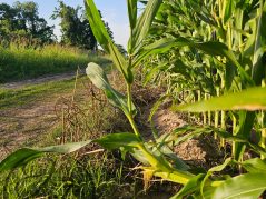 Corn stalk that is bending upwards to better absorb light. There a light JTL watermark in the lower left corner.