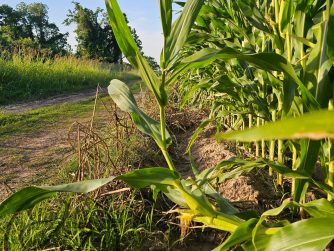 Corn stalk that is bending upwards to better absorb light. There a light JTL watermark in the lower left corner.