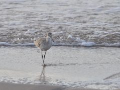 Large plover in the surf of a pale beach, with soft lighting, and hidden cursive JTL, with a circle around it, logo