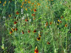 Mexican Hat wildflowers, beebalm, and other grasses in a field, and a cursive and connected JTL in a circle in the bottom left corner.