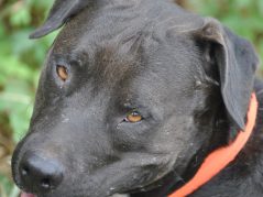 Orion Adonis with a hunting collar, panting, and looking intensely into the camera, with a hidden cursive JTL, with a circle around it, logo