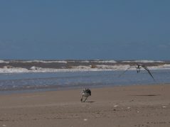 a plover chasing off another plover from it's territory on the beach with the surf in the back ground and a connected cursive encircled JTL in the bottom right corner.