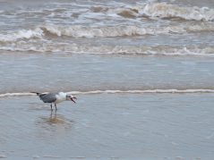 A laughing gull mid call standing in the surf, with a hidden cursive JTL, with a circle around it, logo