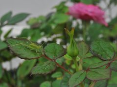 a green cricket like bug on mini rose foliage beside a small bud and pink bloom in the back out of focus and a hidden cursive JTL, with a circle around it, logo