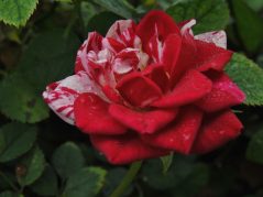 red rose with white streaks on the back half and with a hidden cursive JTL, with a circle around it, logo