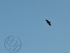 Bald eagle soaring through the clear blue sky and nearly translucent cursive JTL with circle logo in the bottom left corner