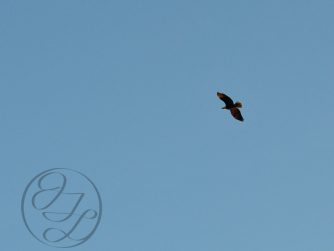 Bald eagle soaring through the clear blue sky and nearly translucent cursive JTL with circle logo in the bottom left corner
