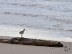 large plover on a washed up log on a beach with the retreating surf behind, and a cursive JTL connected with a circle around it logo in the bottom right corner.