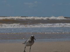 A small plover on the beach on a sunny day with the surf behind it rolling in, and a connected cursive encircled JTL in the bottom right corner.