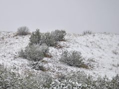snow dusted on a new mexico hill side