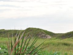 beach plants growing on a sand dune off the gulf of Mexico with a cursive encircled JTL on the bottom right corner