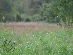 a field of Johnson grass a tree in the top right corner next to a dragonfly in flight, a cursive and connected JTL in a circle in the bottom left corner.
