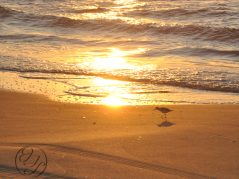 Sunrise reflected on the surf with a little plover looking to food in the golden lit sand with tire tracks in the bottom left corner and a cursive JTL inter connected in a circle logo
