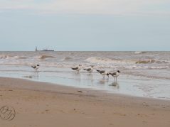 5 gulls on a beach and a shipping vessel in the distance on the left and a cursive and connected JTL in a circle in the bottom left corner.