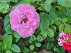 Lavender speckled mini rose in to left with red and white stripy rose in bottom right corner slightly blurred out