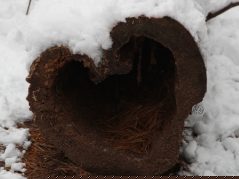A snow covered log that is hollow and shaped like a heart, with a connected cursive encircled JTL in the lower right corner of the heart lobe