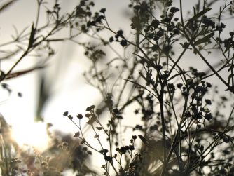 shadow Wk w_ WM sq. Santa Maria feverfew silhouette with a soft sunset behind, and a cursive connected JTL circled logo in the bottom left corner