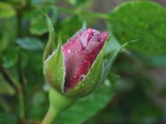 lavender rose bud about to bloom, and a connected cursive encircled JTL in the lower right corner of the rosehip
