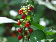 pigeonberry (Rivina humilis) up close with a cursive JTL connected in a circle in the bottom right corner
