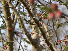 Red berries on a beige smooth barked tree, with green sprouting leaves throughout, and a connected cursive encircled JTL in the bottom right corner.